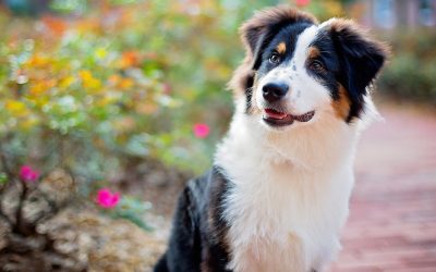 Les chiens contribuent ils à notre bonheur ?