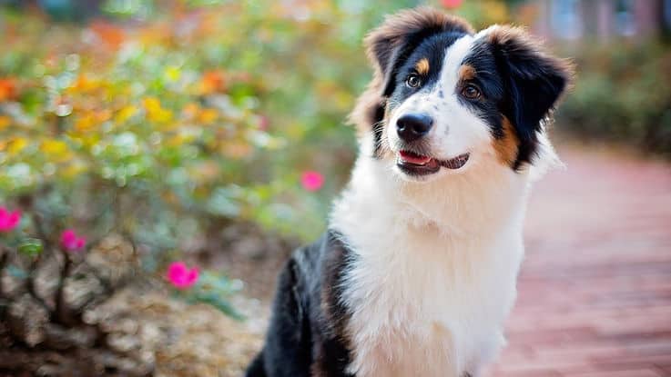 Les chiens contribuent ils à notre bonheur ?