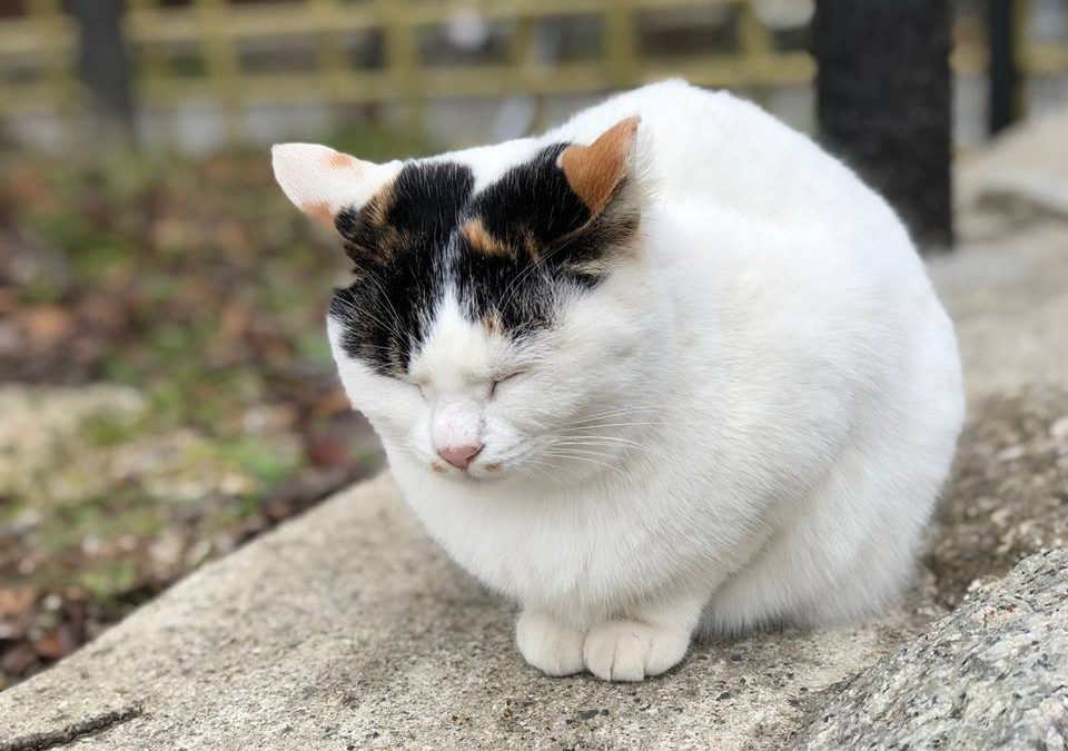 Les chats, vos compagnons bonheur