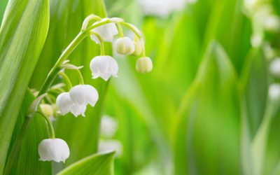 Le muguet : emblème du bonheur