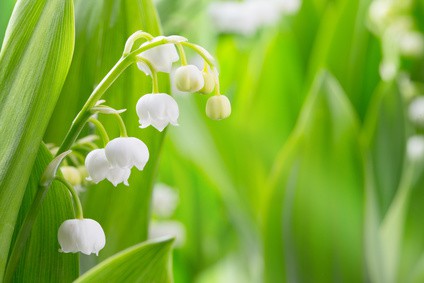 Le muguet : emblème du bonheur