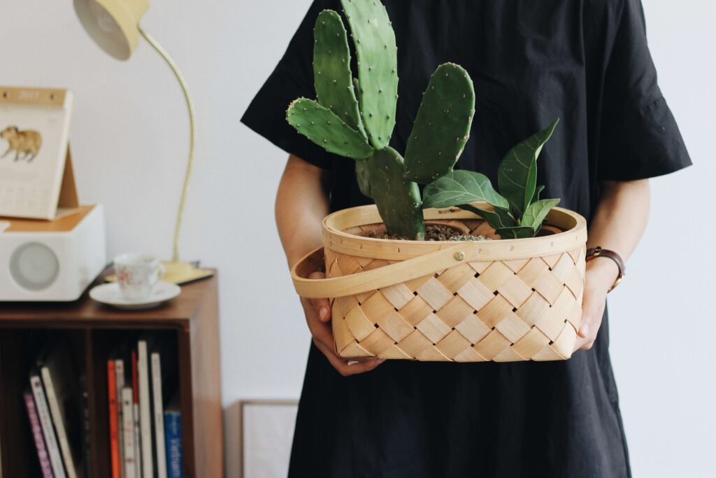 Avoir des plantes vertes chez soi : un bonheur pour la santé