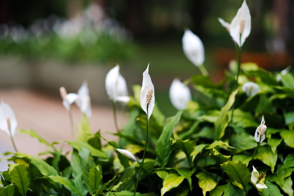 Avoir des plantes vertes chez soi : un bonheur pour la santé