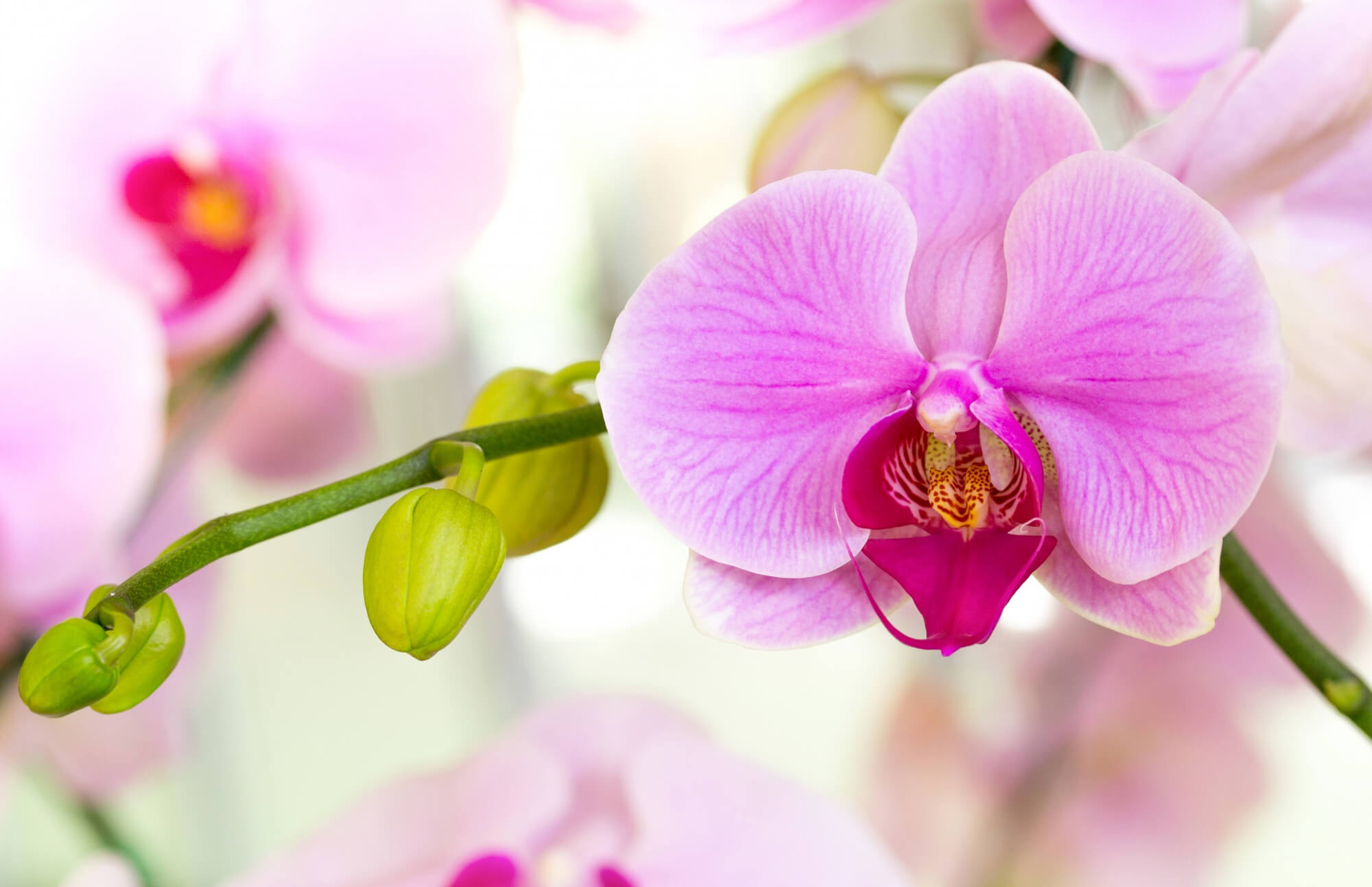 18 plantes porte-bonheur à adopter dans sa maison